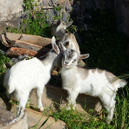 Agriturismo Biologico Corte Aragonese Santa Maria di Licodia Kültér fotó